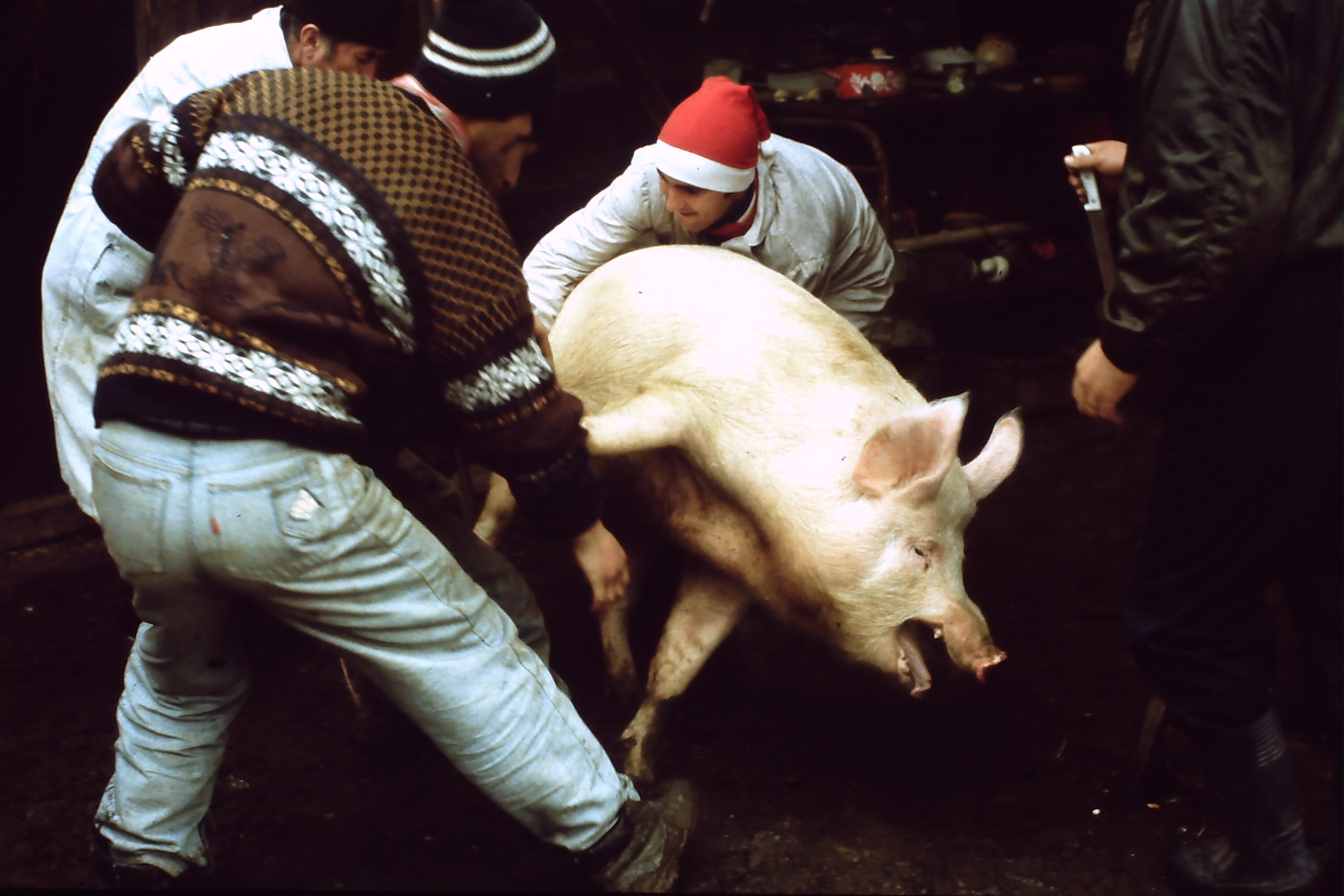 pict0009-6.jpg