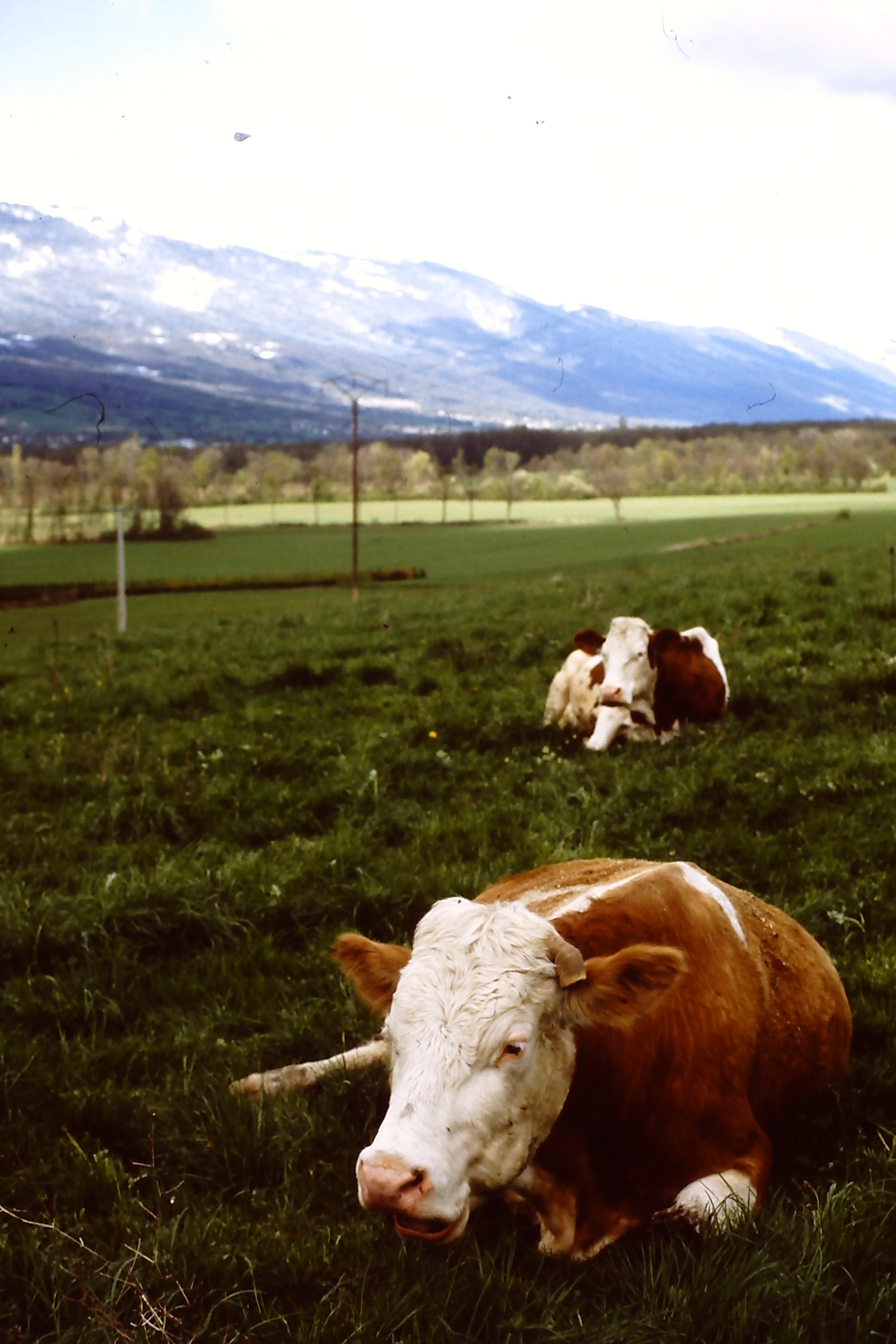 pict0012-7.jpg