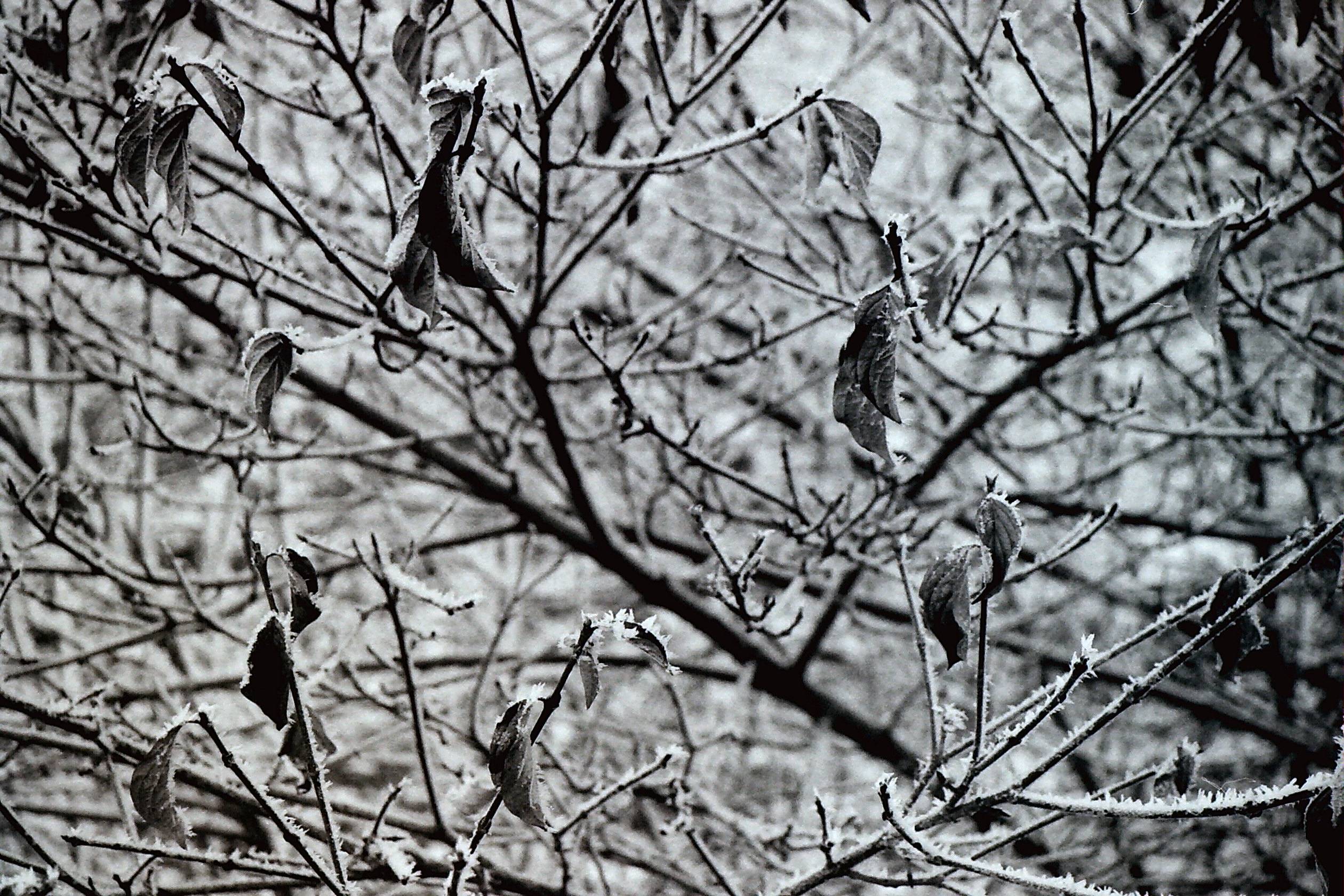 PICT0048.JPG